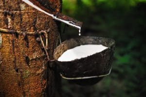 Milk of rubber tree into a wooden bowl